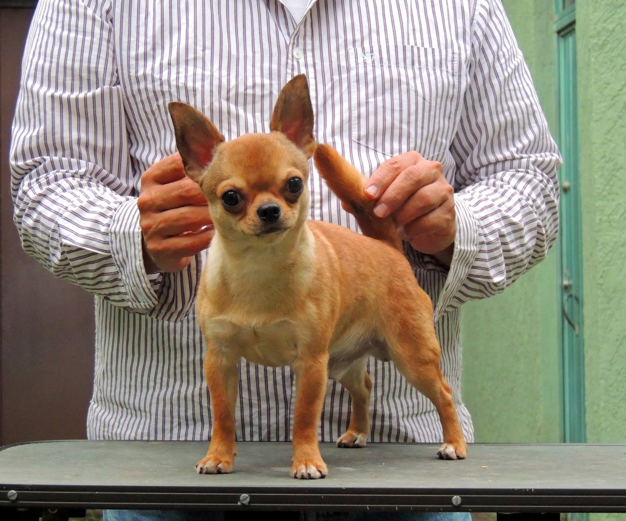 Chihuahueño 5